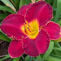 Hillside Red Perfection thumbnail