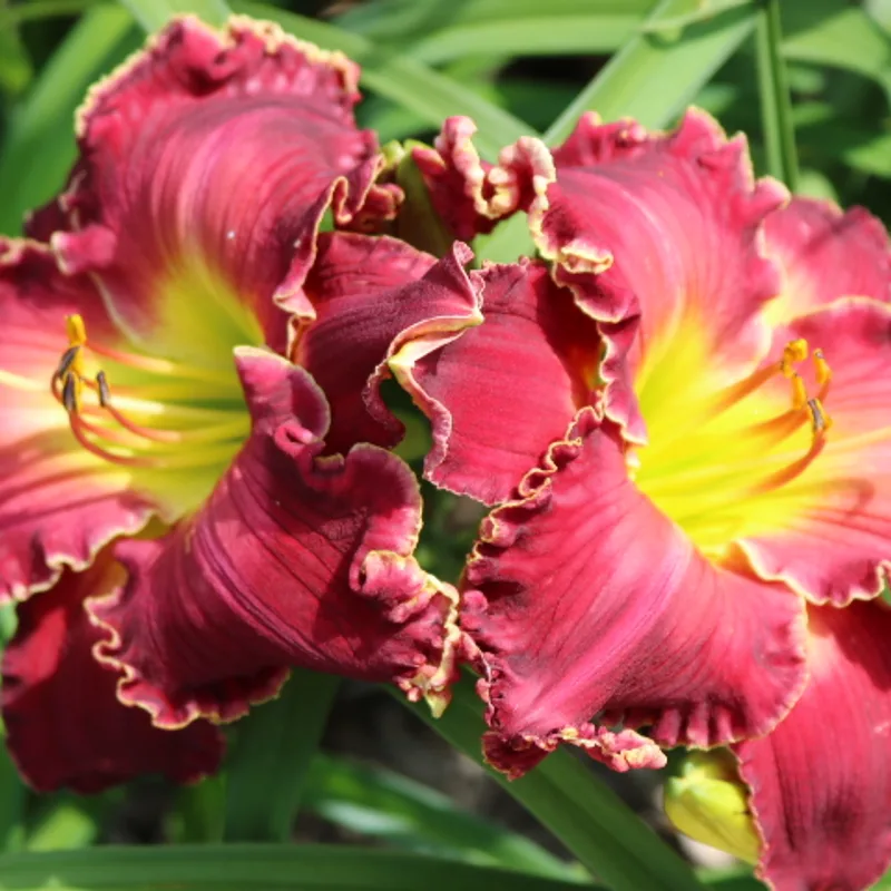 I'm in Love from Haley_Springs_Farm
