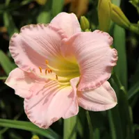Pink Attraction thumbnail
