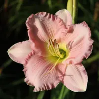 Pink Attraction thumbnail