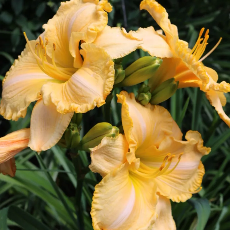 Sherry Lane Carr from Haley_Springs_Farm