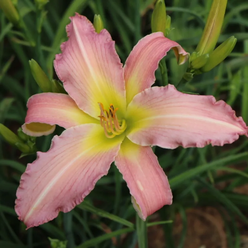 Divine Inspiration from Haley_Springs_Farm