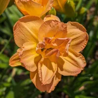 Frances Joiner thumbnail
