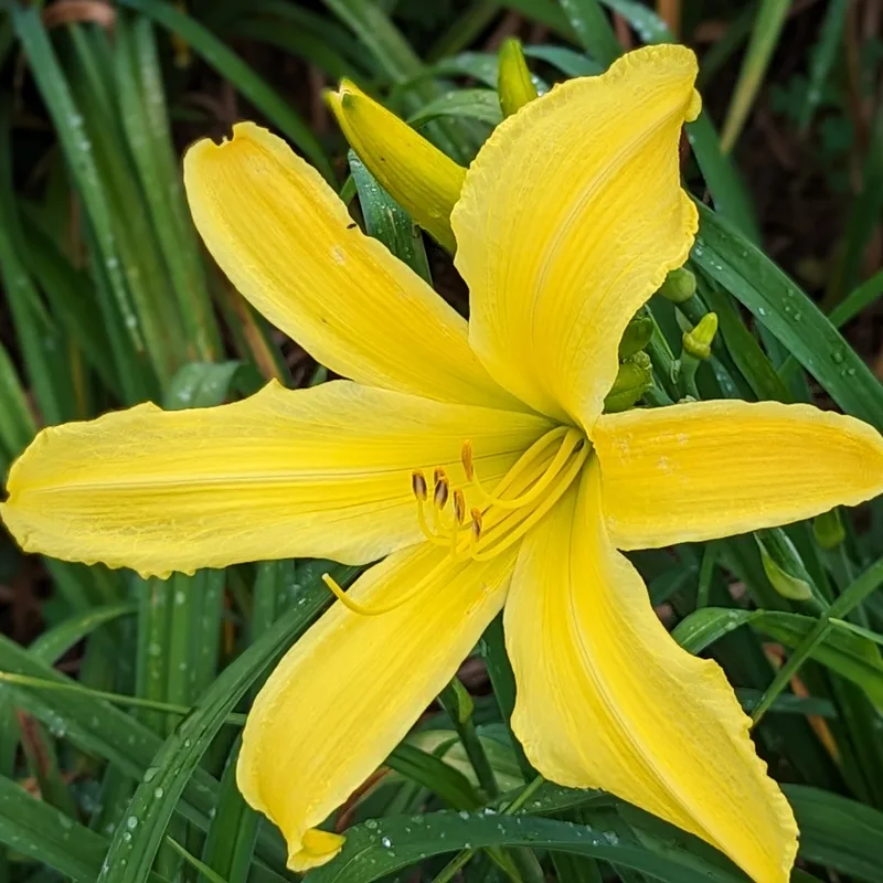 Yellow Titan daylily bloom