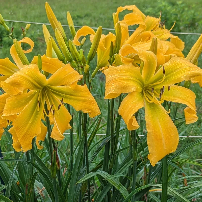 Natural Delight from Haley_Springs_Farm