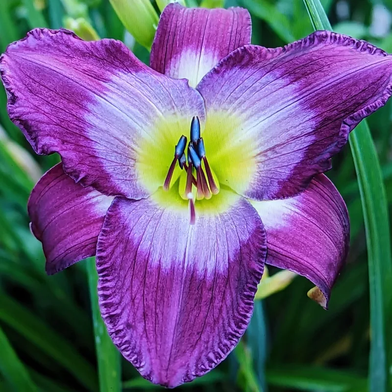 Claudine's Charm from Haley_Springs_Farm