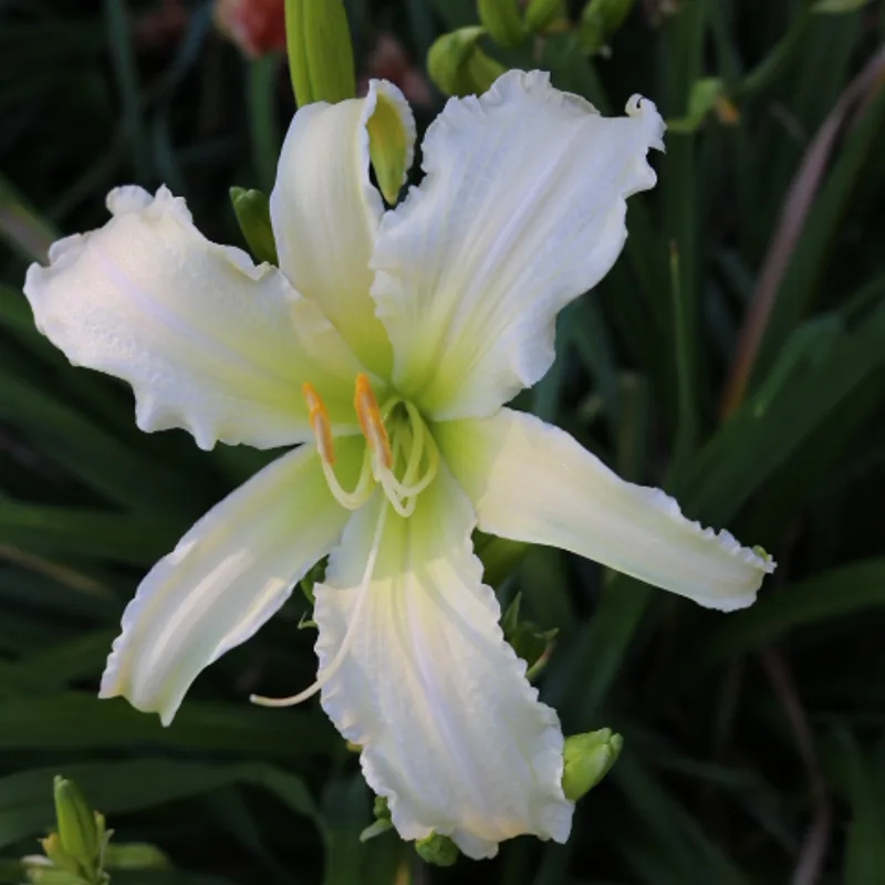Heavenly Angel Ice from Haley_Springs_Farm