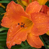Mauna Loa thumbnail