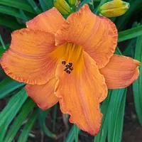 Mauna Loa thumbnail