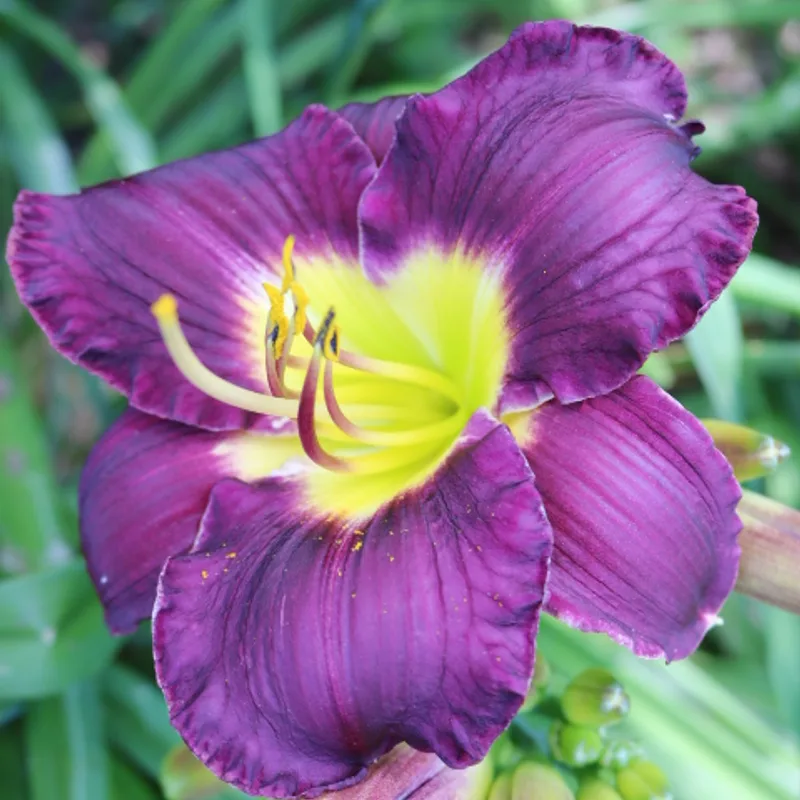 Bela Lugosi from Haley_Springs_Farm