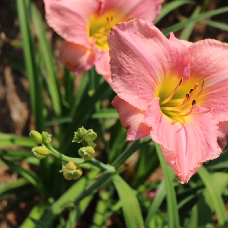 Simple Melody from Haley_Springs_Farm