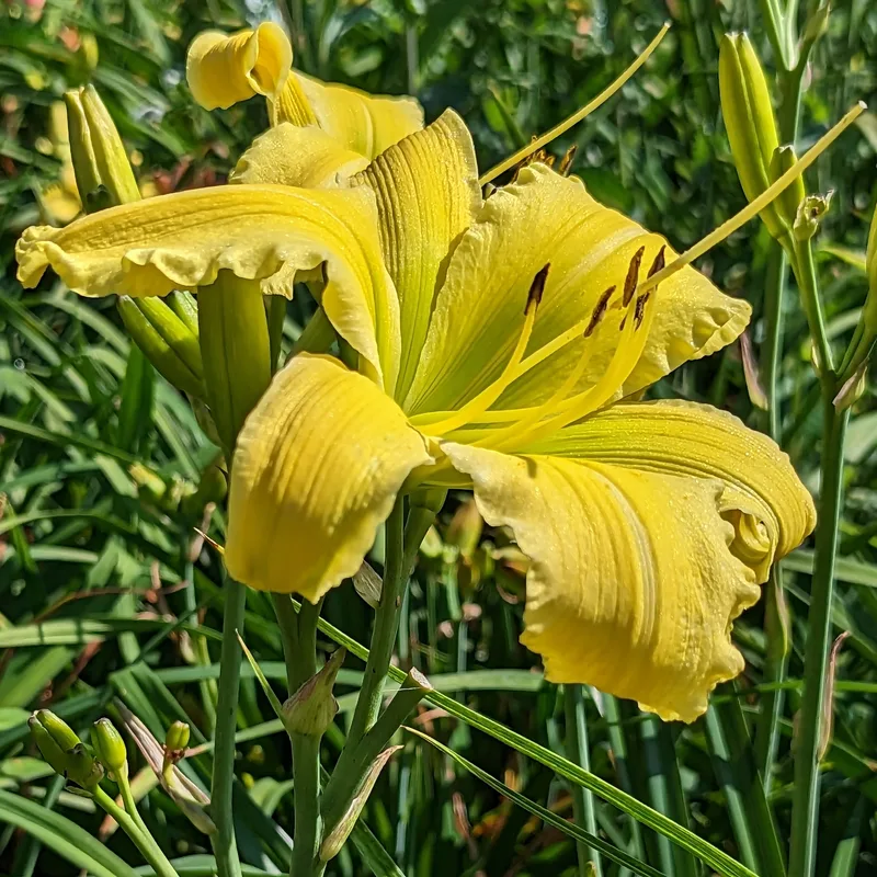 A Verdant Desire from Haley_Springs_Farm
