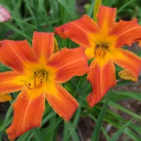 Heavenly Orange Blaze thumbnail