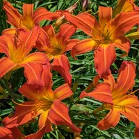 Heavenly Orange Blaze thumbnail
