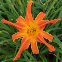 Heavenly Orange Blaze thumbnail