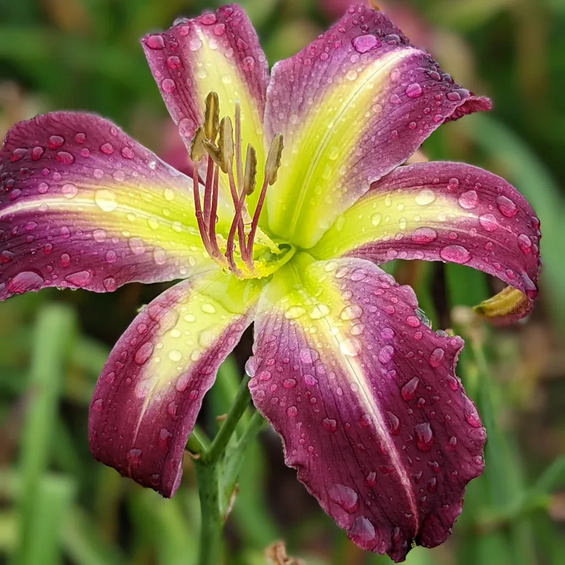Quandary daylily bloom