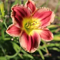 Lone Star Hot Lips thumbnail