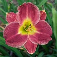 Lone Star Hot Lips thumbnail