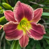 Lone Star Hot Lips thumbnail