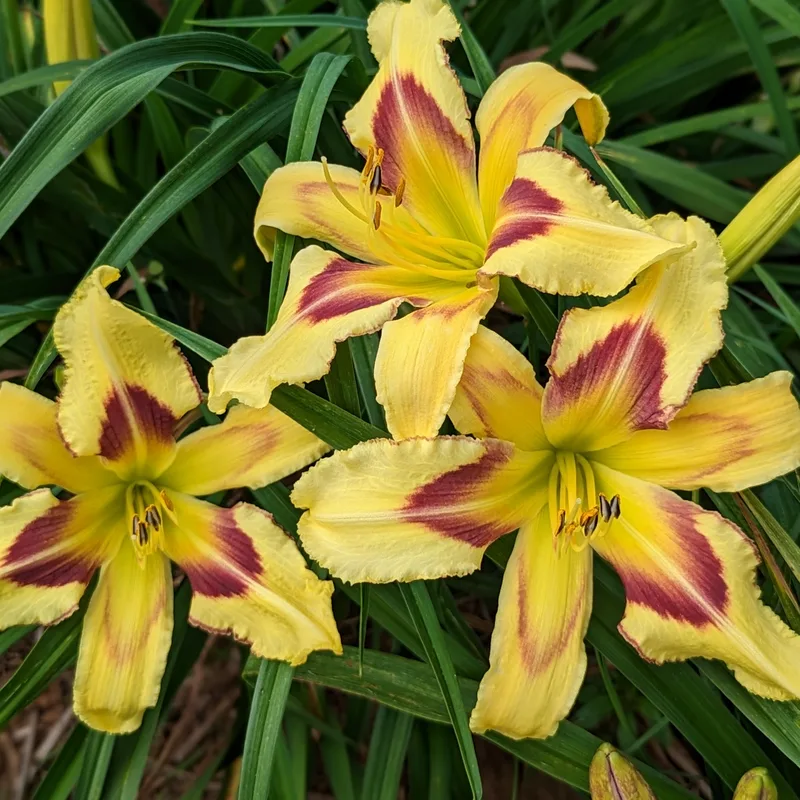 Longshot from Haley_Springs_Farm