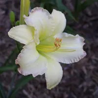 Beautiful Edgings thumbnail