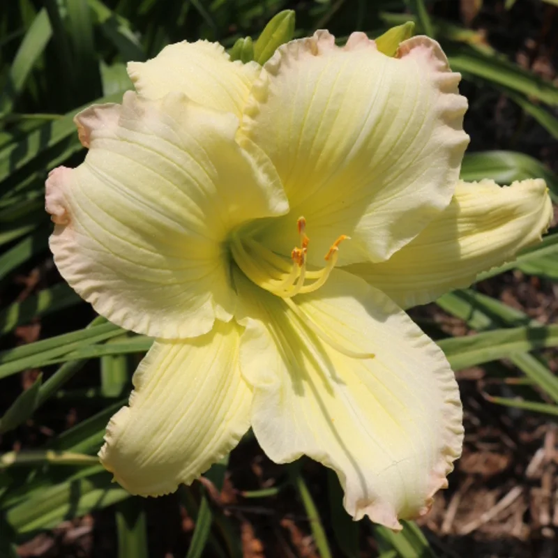 Beautiful Edgings from Haley_Springs_Farm