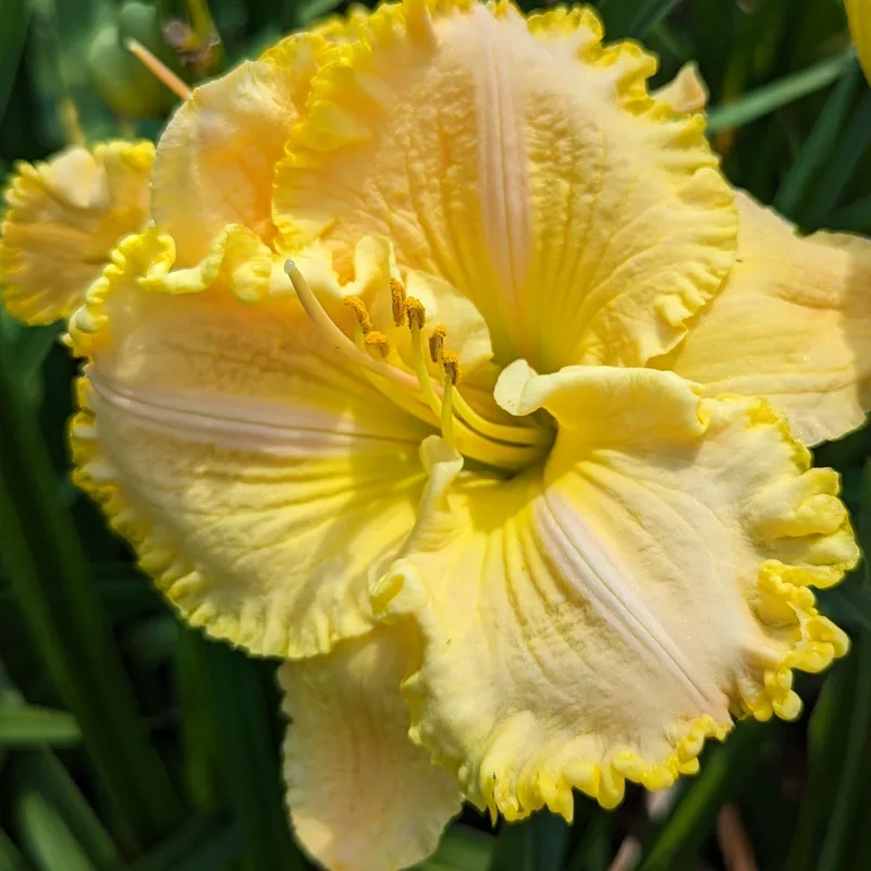 Lemon Persuasion daylily bloom