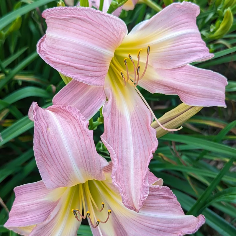 Lilting Belle from Haley_Springs_Farm