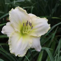 White Perfection thumbnail