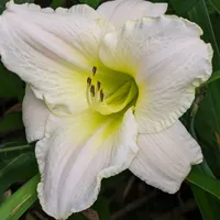 White Perfection thumbnail