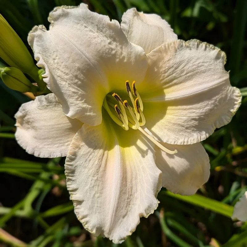 White Perfection from Haley_Springs_Farm