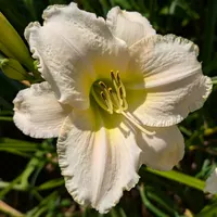White Perfection thumbnail