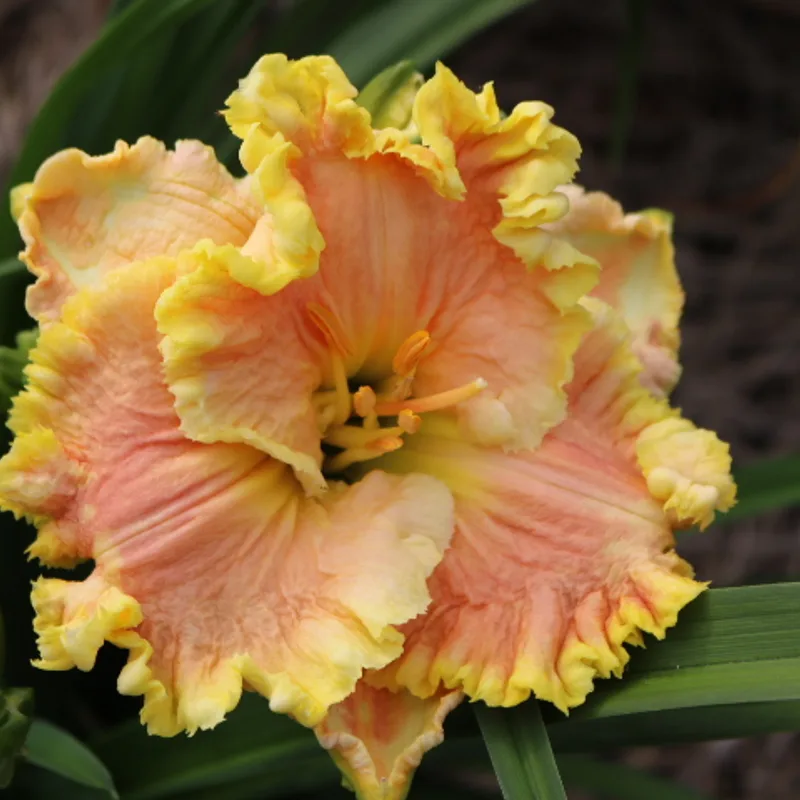 Bill Robinson from Haley_Springs_Farm