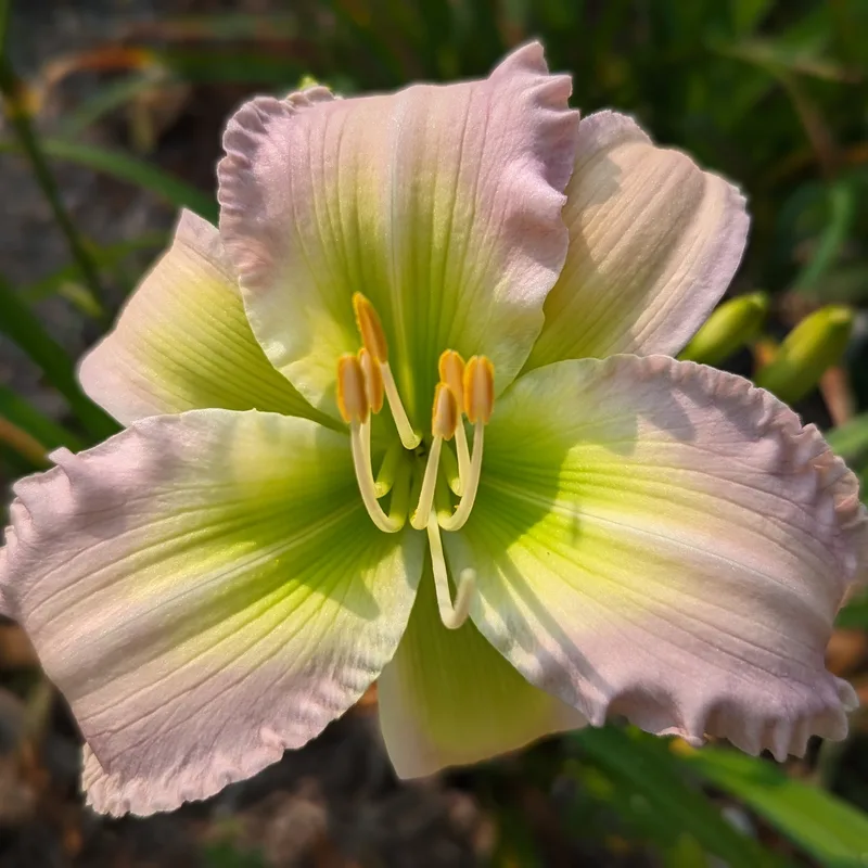 In High Regard daylily bloom