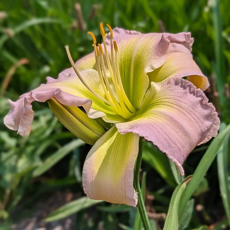 In High Regard from Haley_Springs_Farm