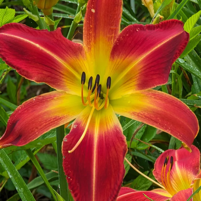 Rocket Booster from Haley_Springs_Farm