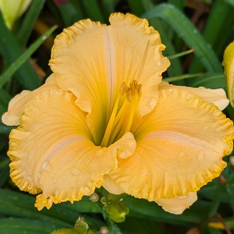 Collier from Haley_Springs_Farm