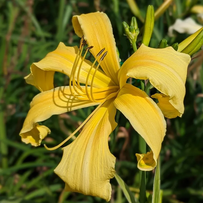 Stylistic daylily bloom