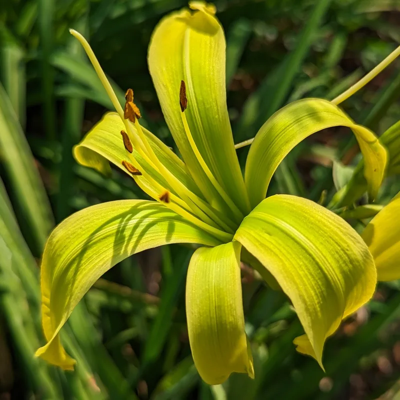 Green Inferno from Haley_Springs_Farm