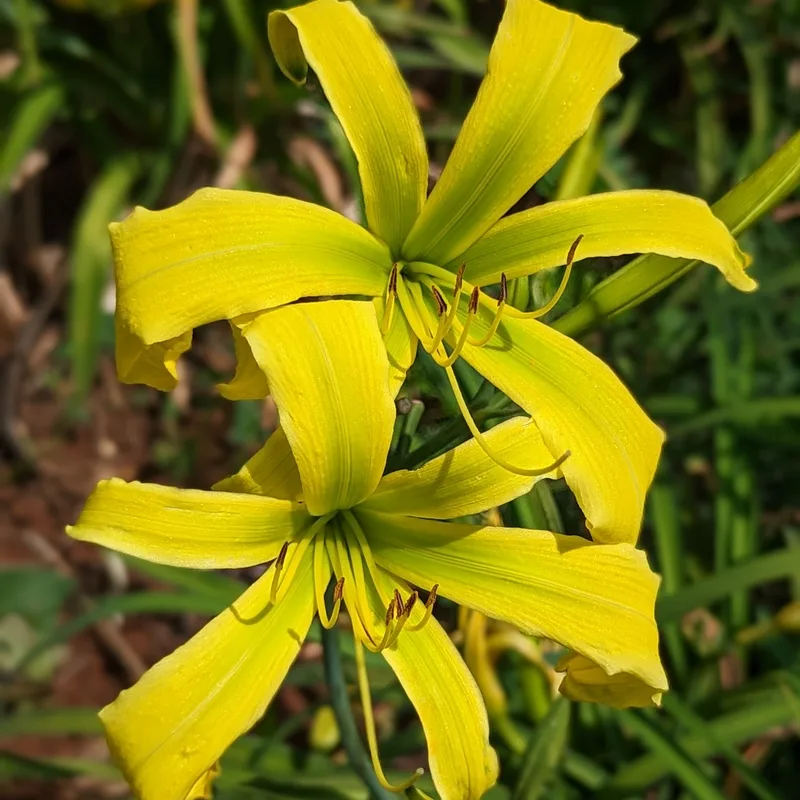 Green Inferno from Haley_Springs_Farm