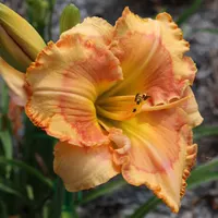 Lillian's Alabama Sunrise thumbnail