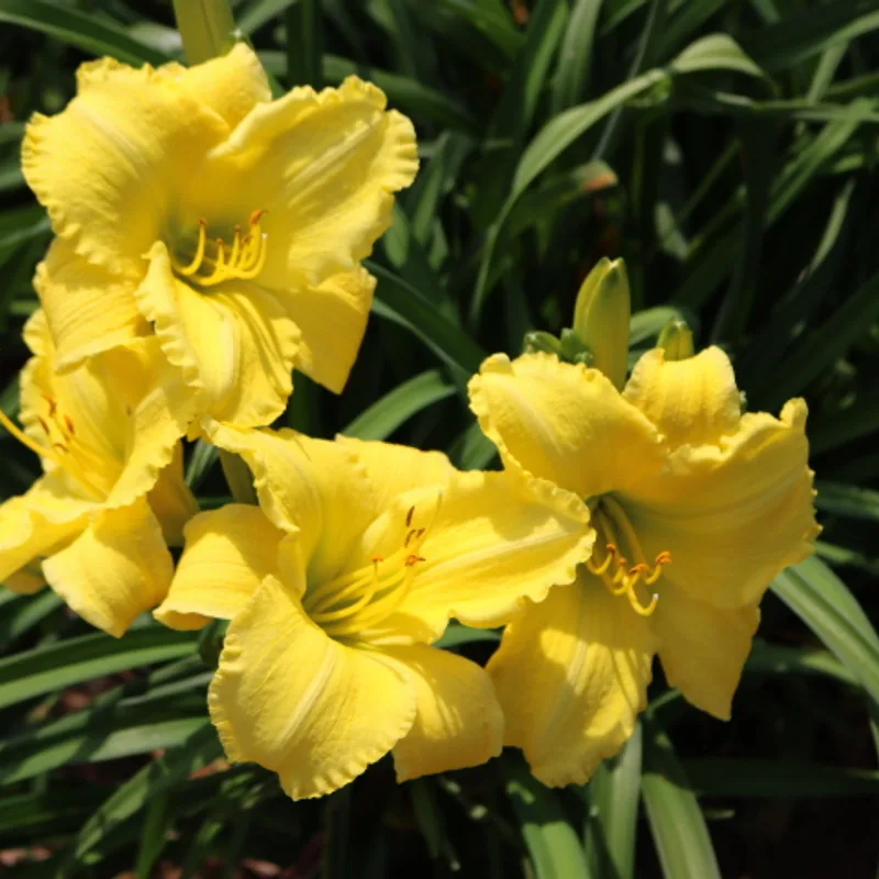 Good Impression from Haley_Springs_Farm
