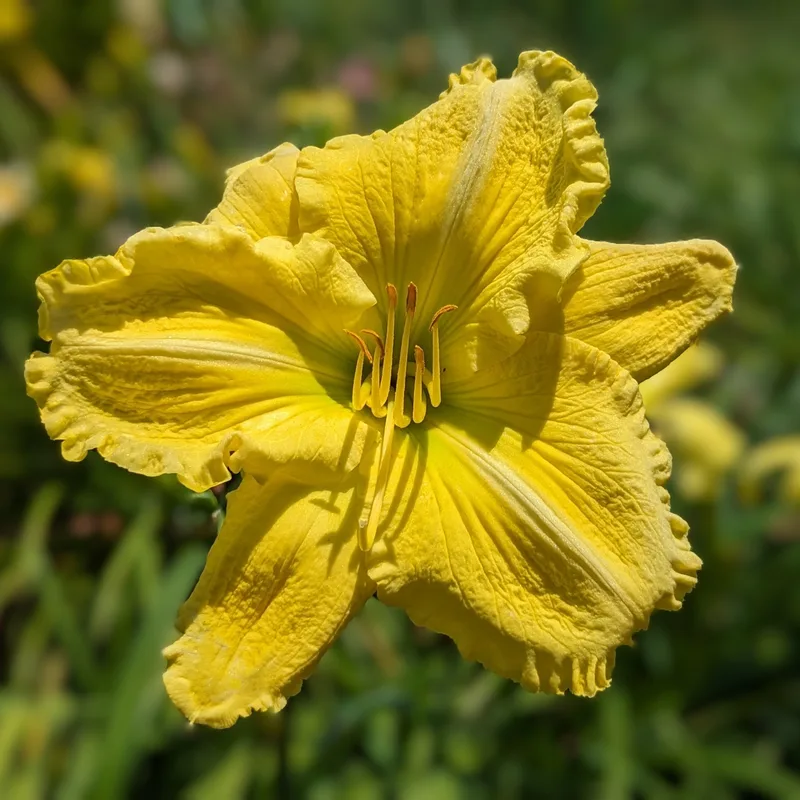 Made from Scratch daylily bloom