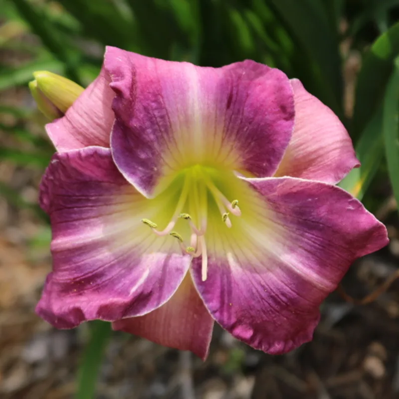 Missouri Morning Melody daylily bloom