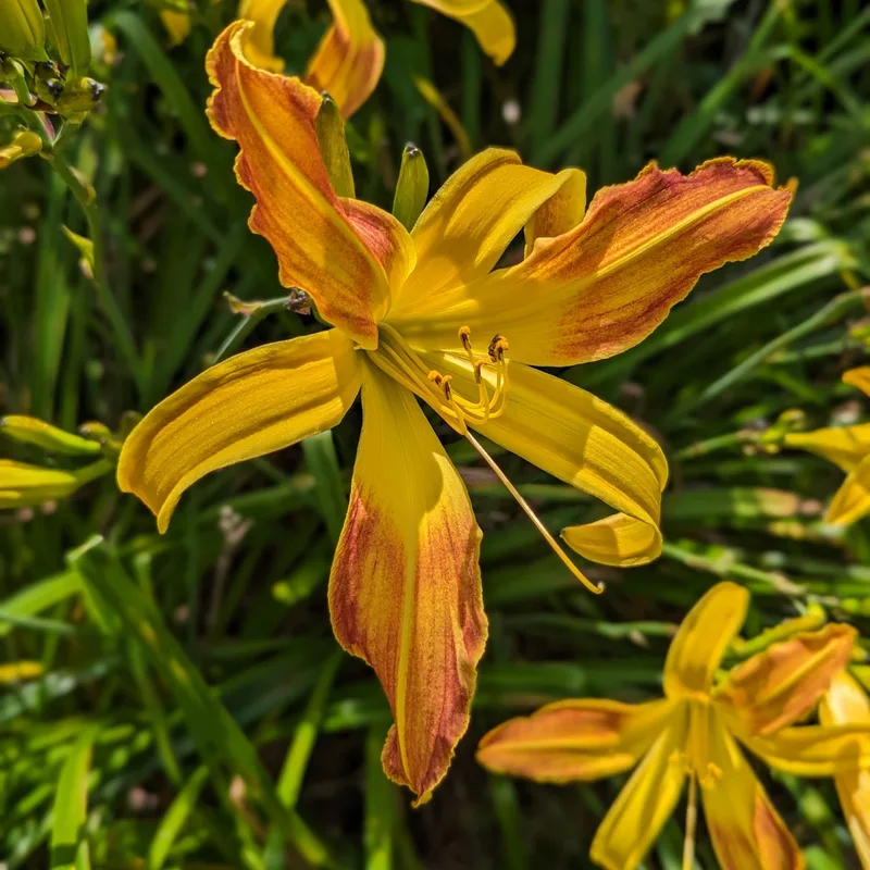 Spindazzle from Haley_Springs_Farm