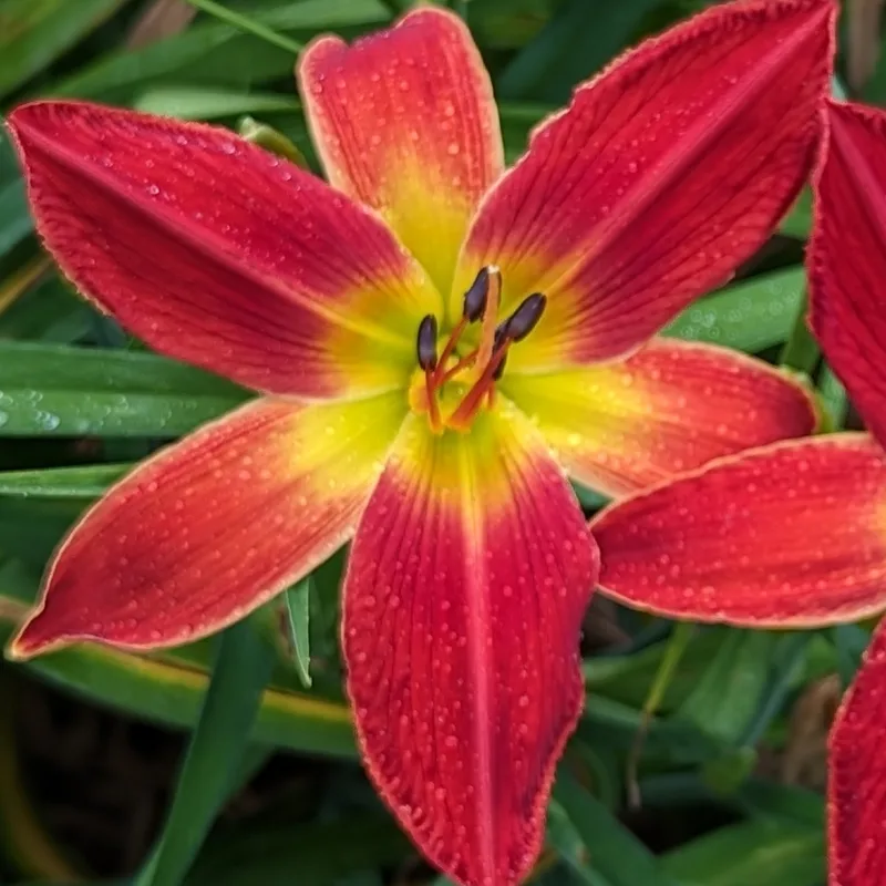 All American Chief from Haley_Springs_Farm