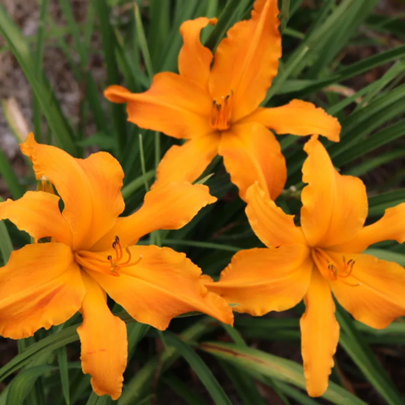 Primal Scream from Haley_Springs_Farm