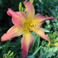Guinea Jubilee thumbnail