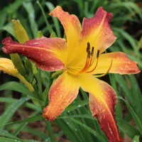 Guinea Jubilee thumbnail