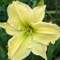 Skinny Dipper thumbnail